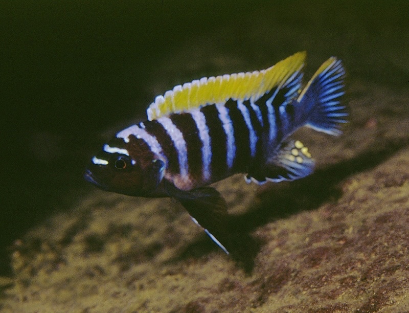 Cynotilapia zebroides 'Thumbi Point'